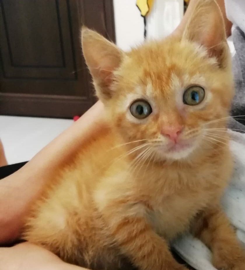 sarman erkek yavru kedi