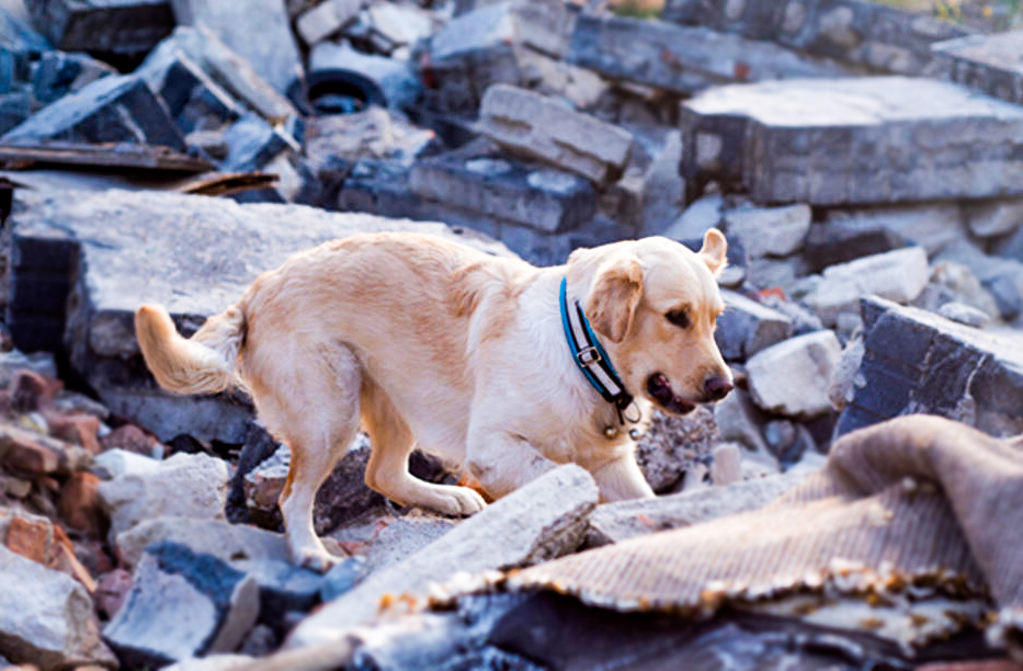 köpekler depremi ne kadar önceden hisseder