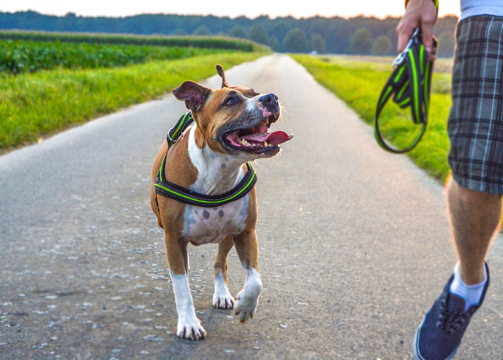Kedi Ve Köpeklerde Kısırlaştırma Operasyonu Ve Kısırlaştırılma Hakkında