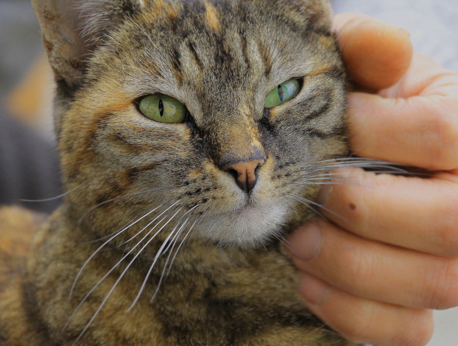 Kedi Ve Köpeklerde Kısırlaştırma Operasyonu Ve Kısırlaştırılma Hakkında