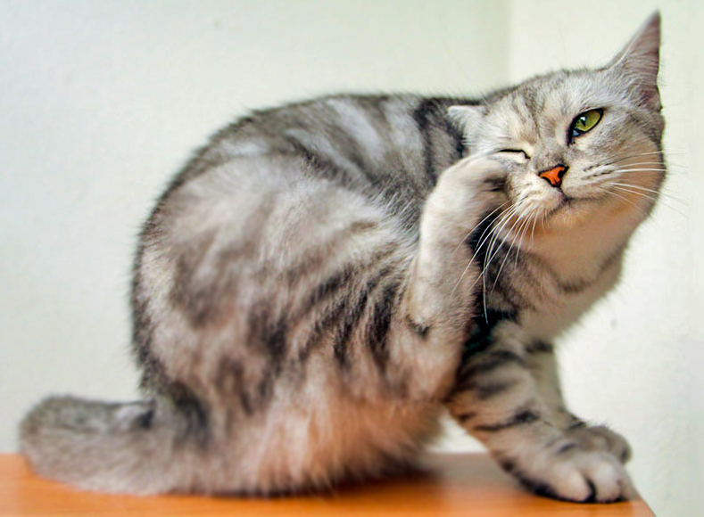 Kedi Bakımında Doğru Bilinen Yanlışlar