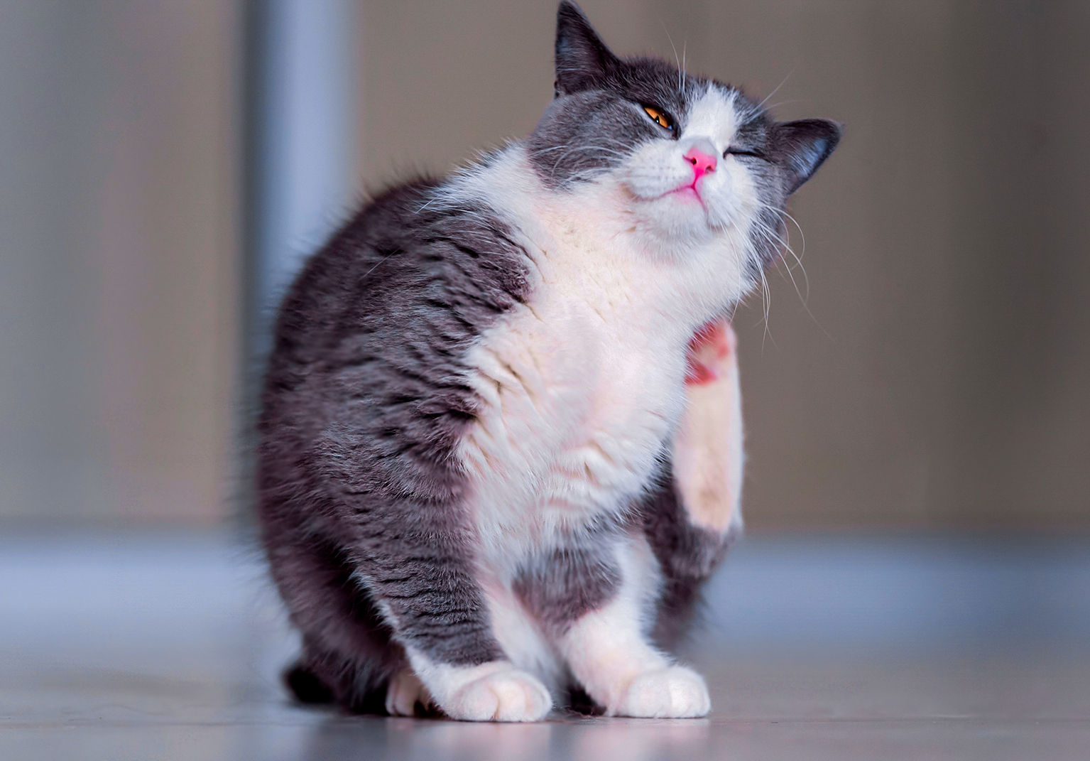 kedi nezlesi insana bulaşır mı