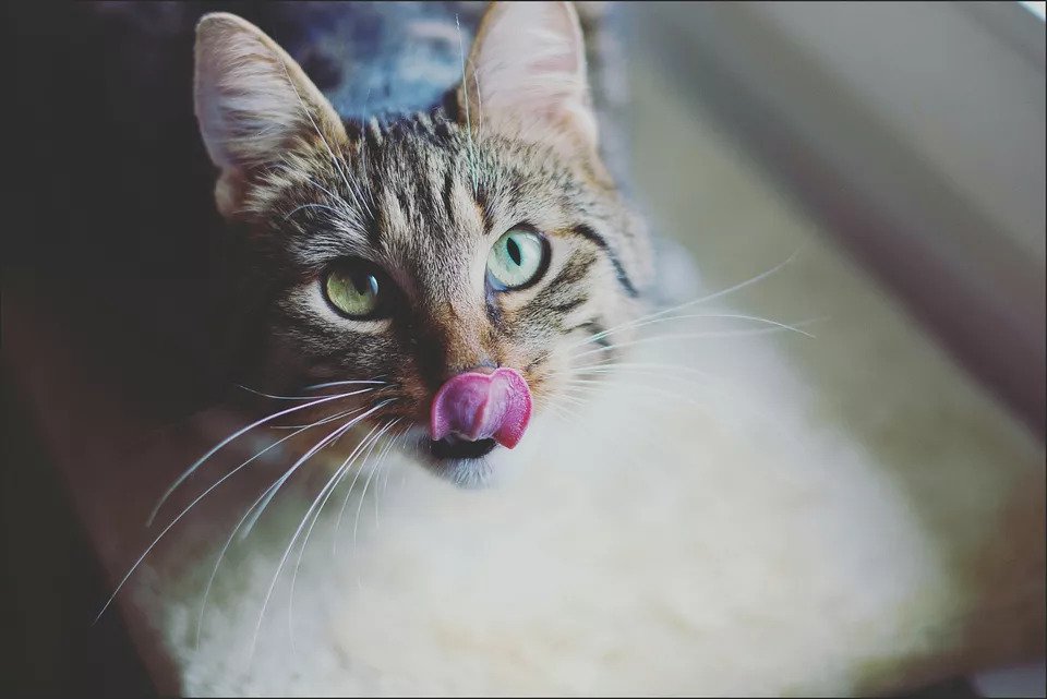 kedi sarı sıvı kusması