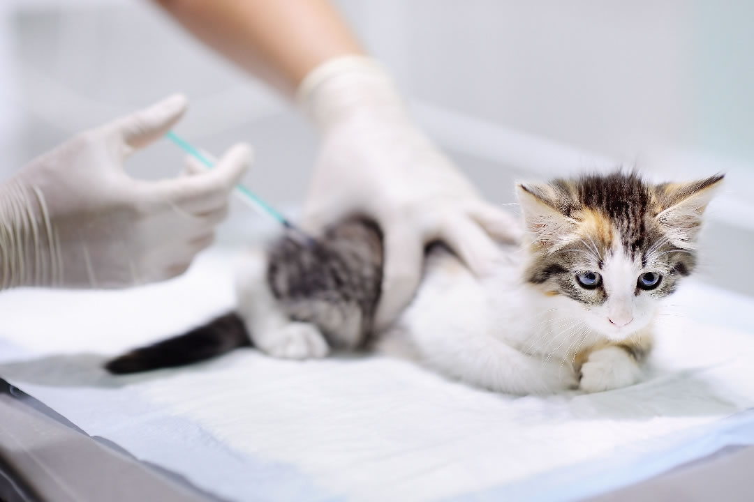 Kedilerin Bağışıklık Sistemi Nasıl Güçlendirilir