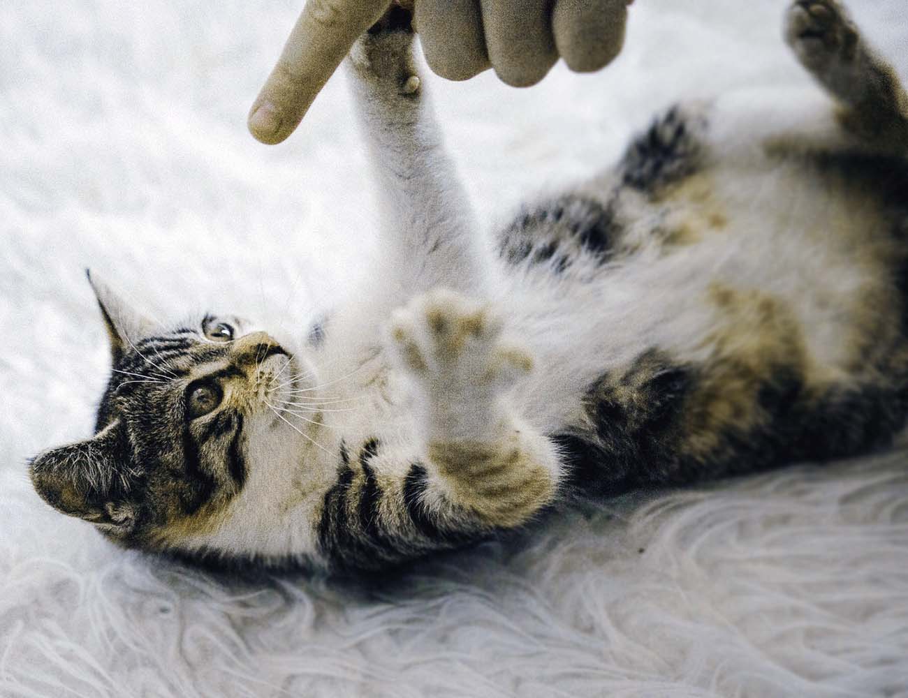 Kedi Alerjisi Nedir Belirtileri Ve Cozum Onerileri