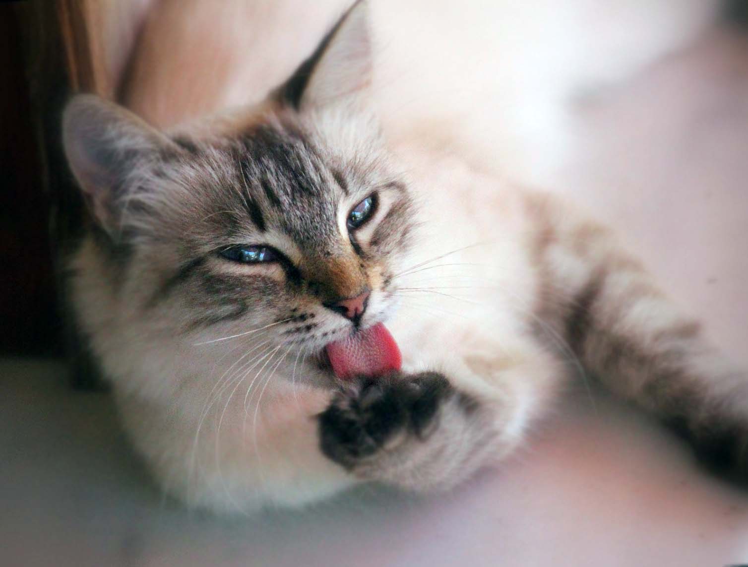 Kedilerin Karnını Doyurduktan Sonra Neden Patilerini Temizler?