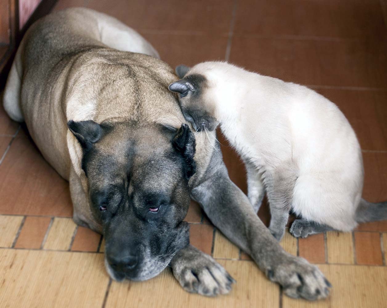 Kedi Ve Kopekler Genital Bolgelerini Neden Yalama Ihtiyaci Duyar