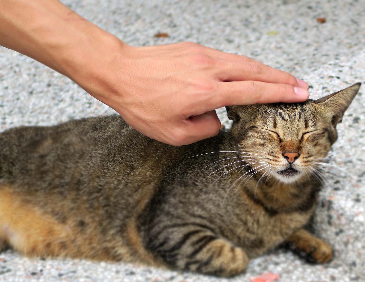 3 Adımda Pati Yemeden Kedi Sevme Rehberi