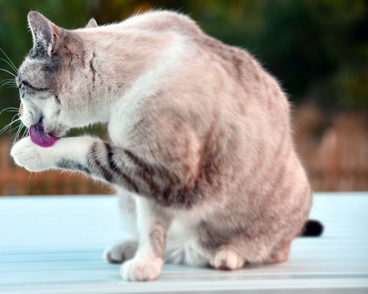 Kedi Tuvaleti ve Kumu Kullanımında Unutulan Konular