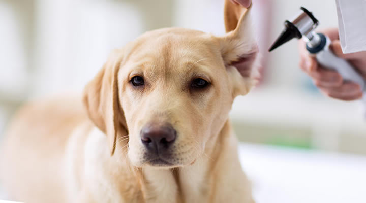 köpek kulak temizliği