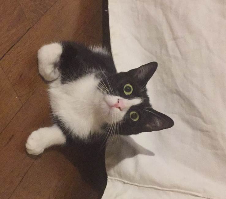 Gigi