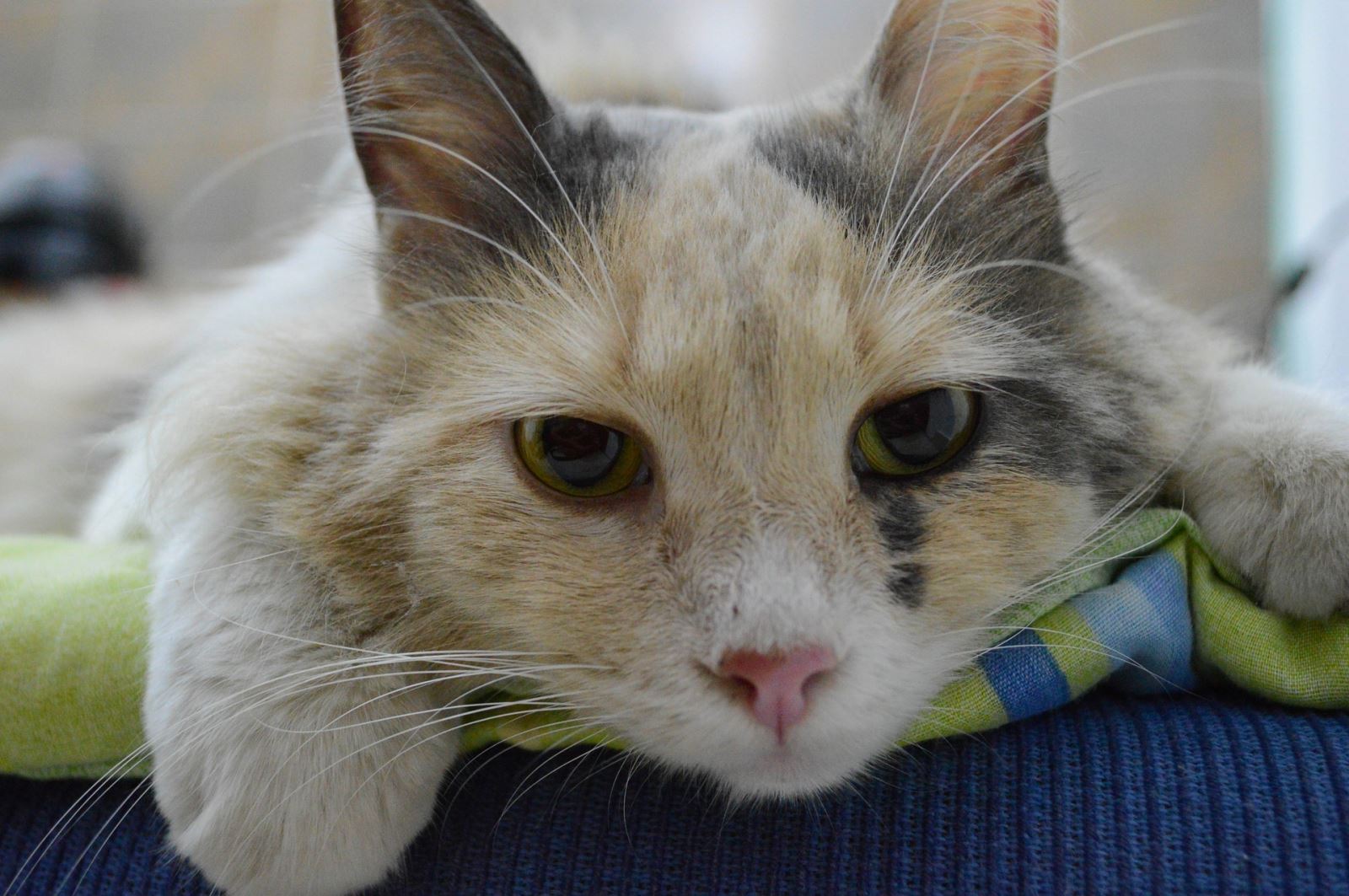 Kediler Ne Kadar Yaşar? Ortalama Kedi Ömrü Hakkında Bilgiler