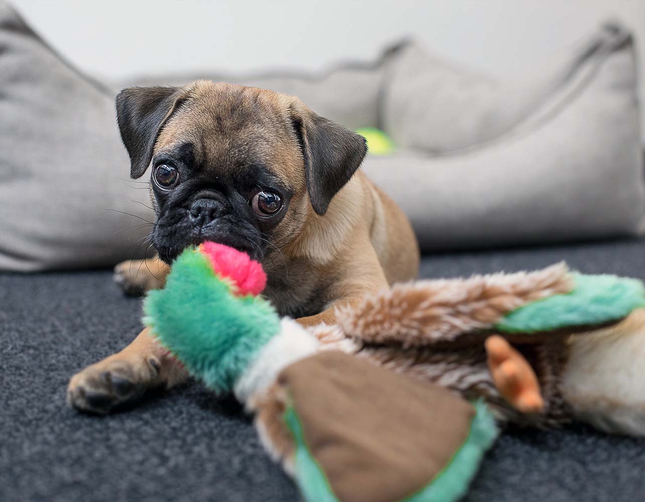 Pug Kopegi Ozellikleri Bakimi Tarihcesi
