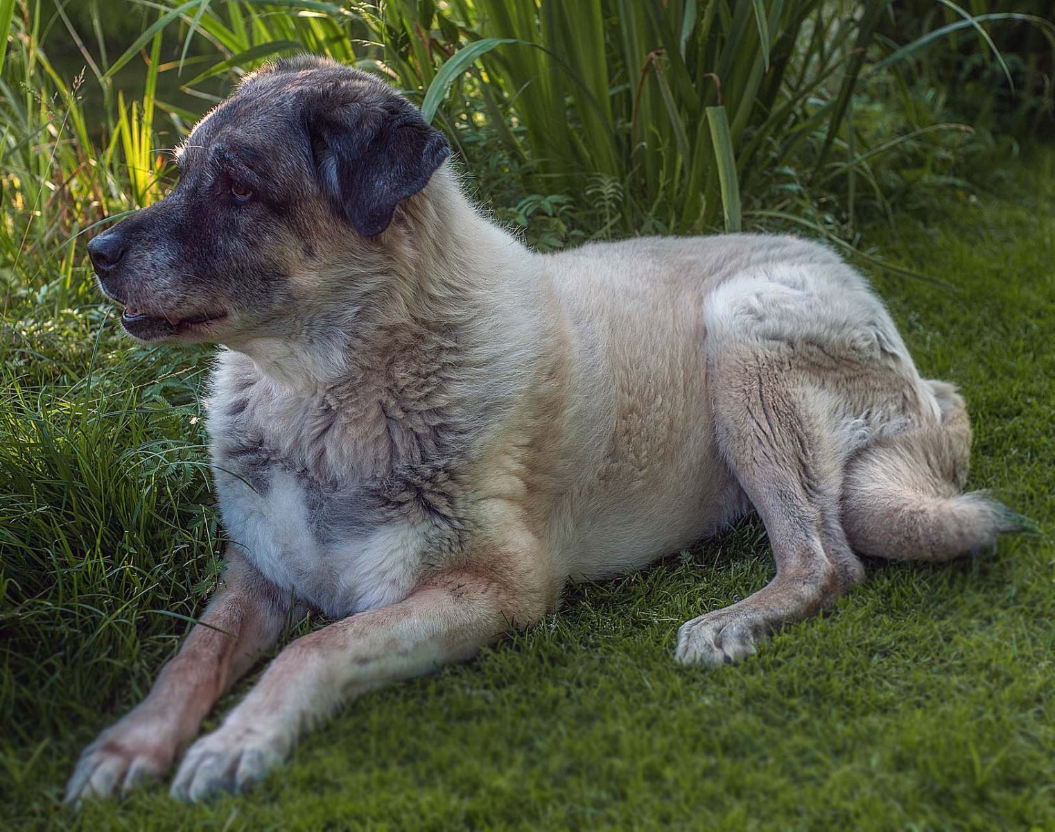 En Çok Dikkat Çeken 6 Farklı Koruma Köpeği Irkı