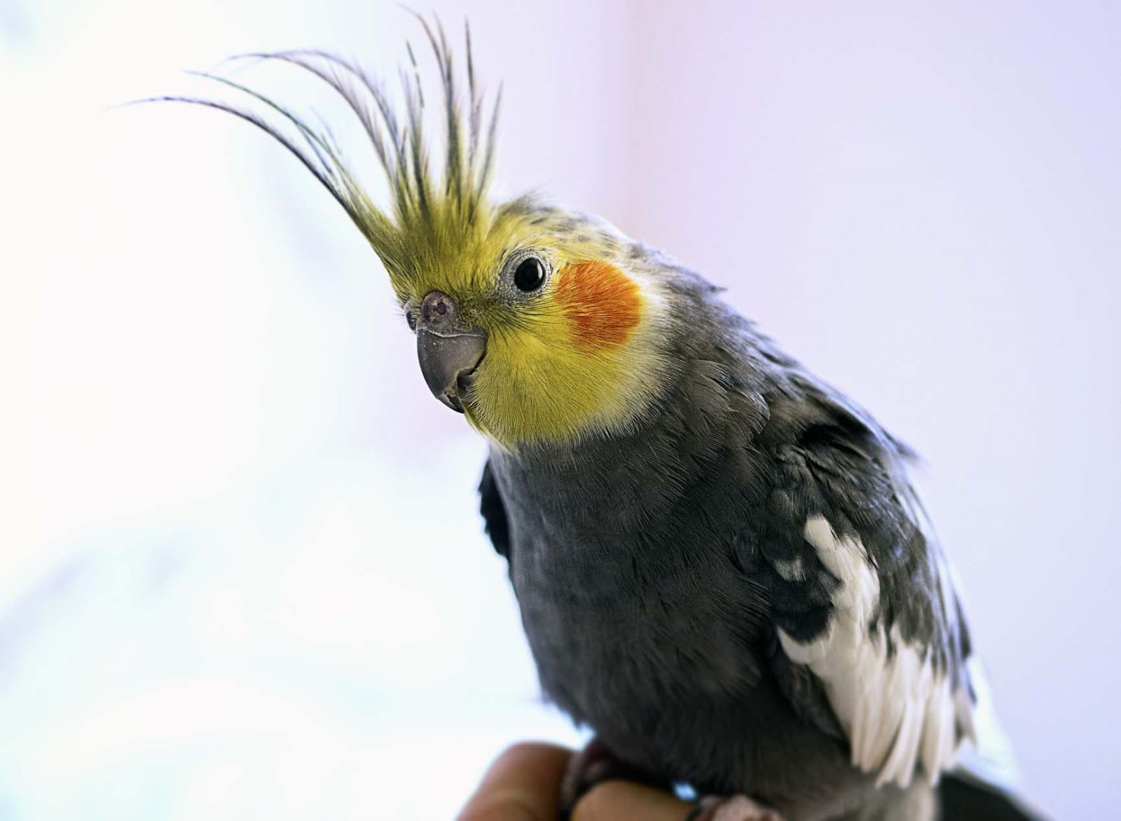 Kedi ve Köpek Dışında Sahiplenebileceğiniz 8 Evcil Hayvan Türü