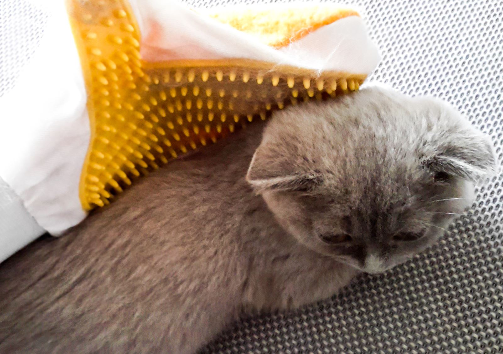 Kedi Bakımında Doğru Bilinen Yanlışlar