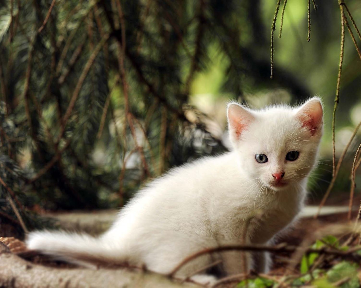 Yetişkin Kedi mi Yavru Kedi mi Sahiplenmeli?