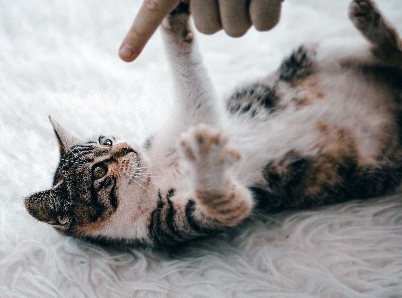 Yeni Sahiplenilen Yavru Kedi Bakımında Dikkat Edilmesi Gerekenler