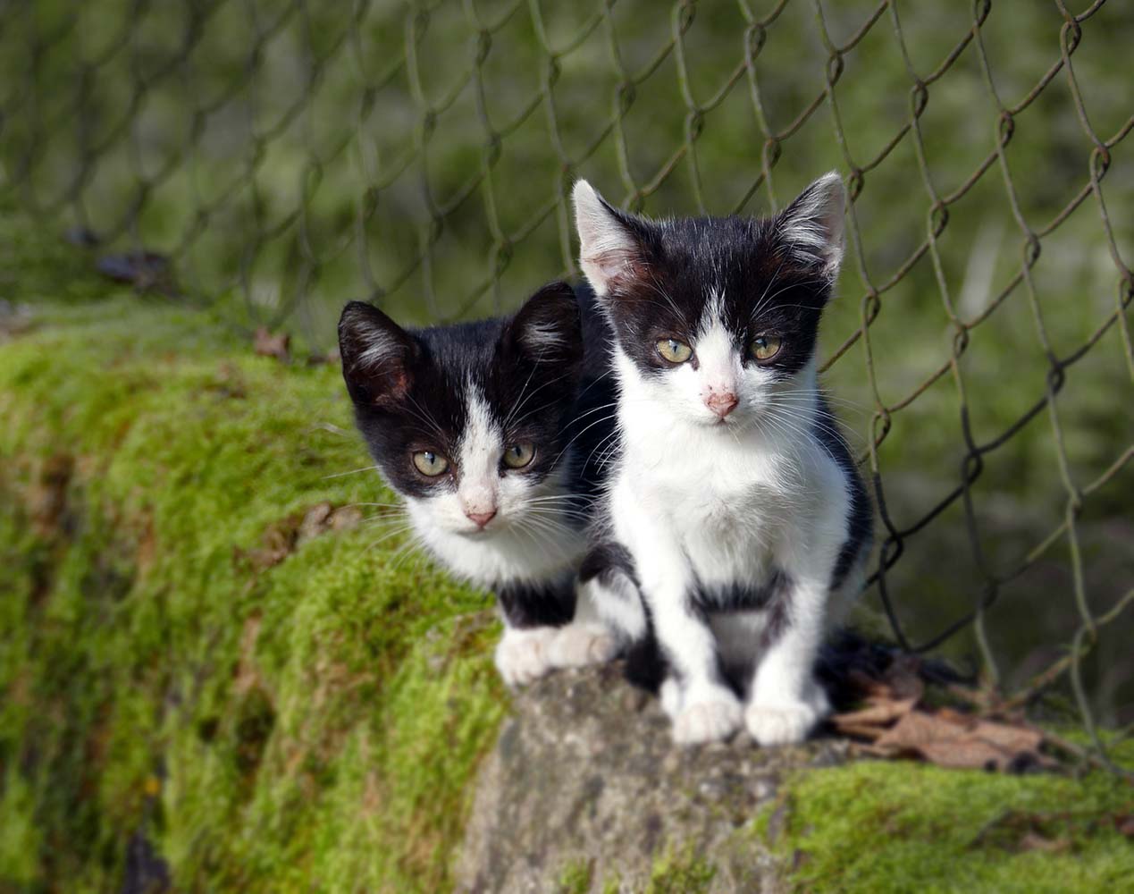 Yetişkin Bir Kedi Sahiplenmenin 6 Farklı Avantajı