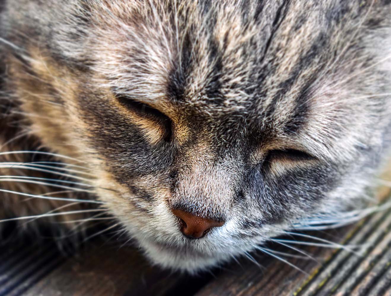 Yetişkin Bir Kedi Sahiplenmenin 6 Farklı Avantajı