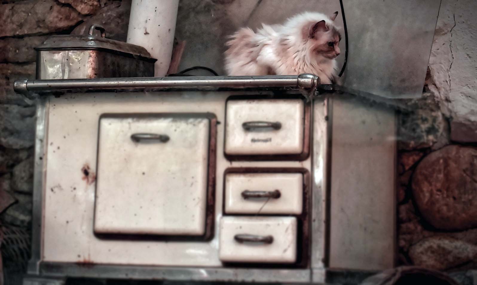 Yetişkin Bir Kedi Sahiplenmenin 6 Farklı Avantajı